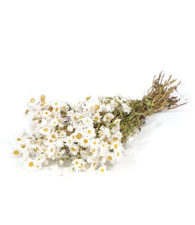 Wit naturelle Rhodante droogbloemen | Lengte ± 45 centimeter | ± 35 bloemen per bos