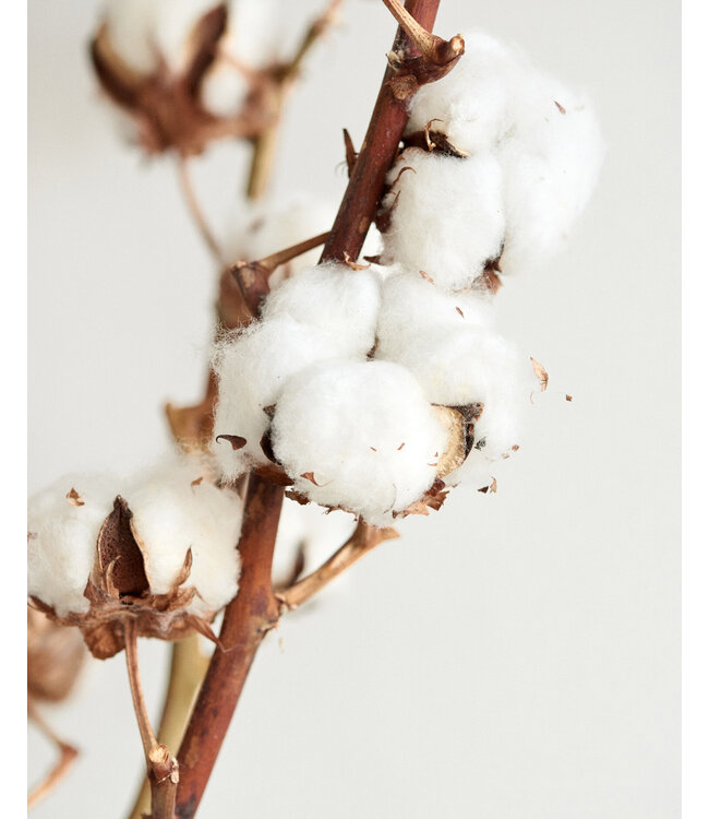 Natural cotton branches | 4 - 5 white cotton bolls per branch | ± Length 45 centimetres