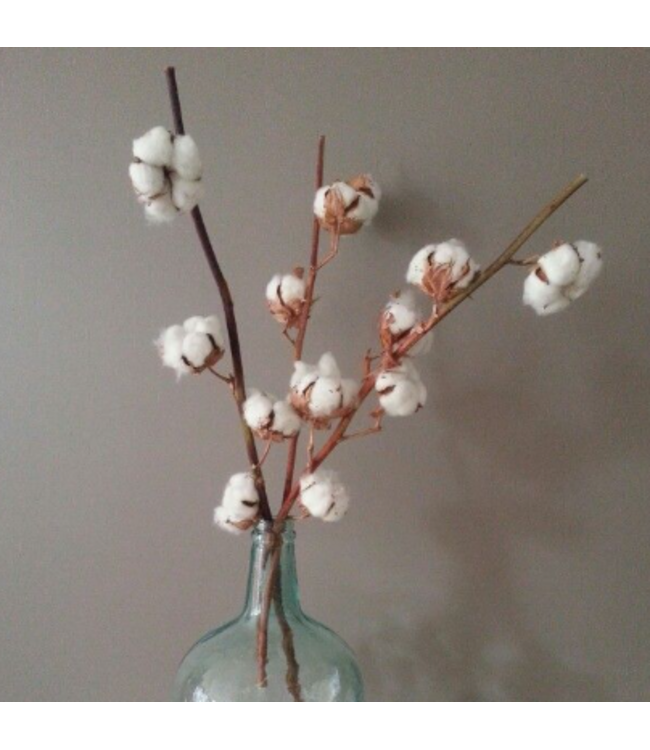 Branches de coton naturelles | 4 - 5 boules de coton blanches par branche | ± Longueur 45 centimètres