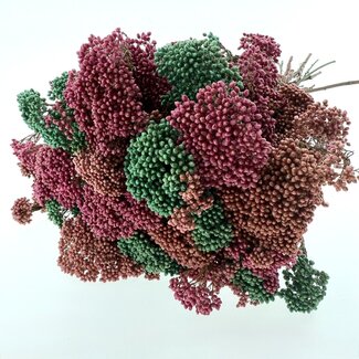 MyFlowers Strauß Trockenblumen Rice Flowers | Länge ± 70 Zentimeter | Mit mintgrünen, rosa und lachsfarbenen Blumen
