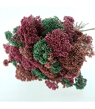 MyFlowers Strauß Trockenblumen Rice Flowers | Länge ± 70 Zentimeter | Mit mintgrünen, rosa und lachsfarbenen Blumen