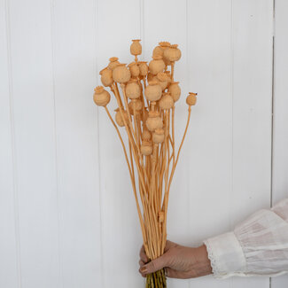 Dutch Dried Salmon-coloured Papaver Somniferum dried flowers | Length ± 65 centimetres | Weight ± 200 grams