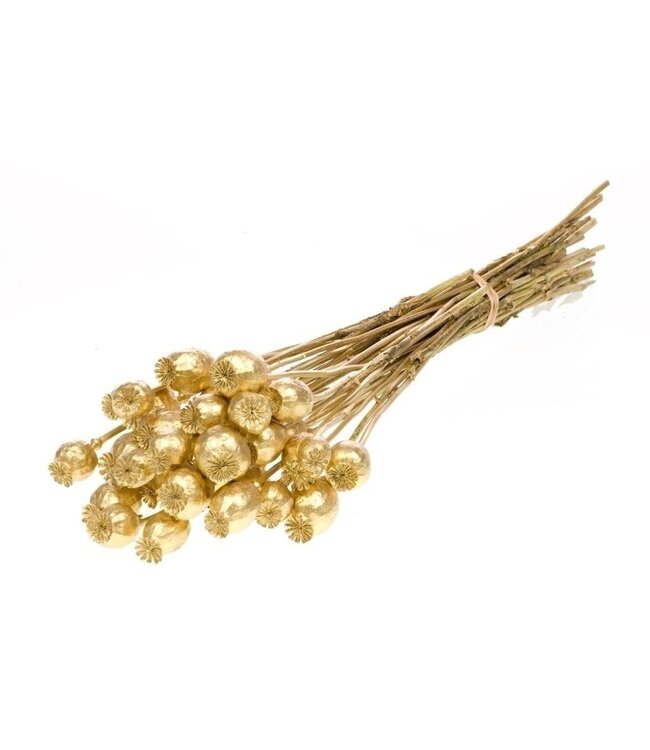 Gold-coloured Papaver Somniferum dried flowers | Length ± 65 centimetres | Weight ± 200 grams