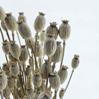 Dutch Dried White Misty Papaver Somniferum droogbloemen | Lengte ± 65 centimeter | Gewicht ± 200 gram