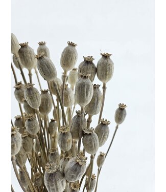 Dutch Dried White Misty Papaver Somniferum dried flowers | Length ± 65 centimetres | Weight ± 200 grams