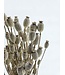 White Misty Papaver Somniferum fleurs séchées | Longueur ± 65 centimètres | Poids ± 200 grammes