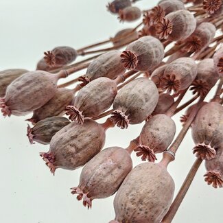 Dutch Dried Pink Papaver Somniferum dried flowers | Length ± 65 centimetres | Weight ± 200 grams