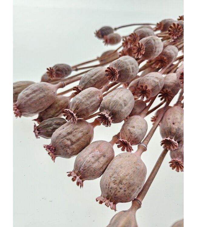 Pavot Somnifère Rose fleurs séchées | Longueur ± 65 centimètres | Poids ± 200 grammes