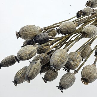 Dutch Dried Grey Misty Papaver Somniferum droogbloemen | Lengte ± 65 centimeter | Gewicht ± 200 gram