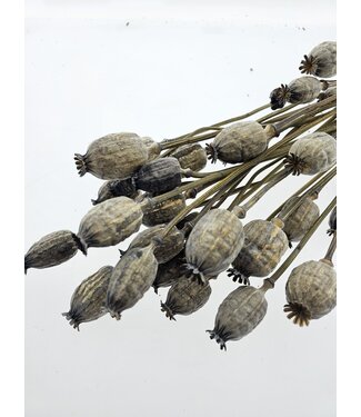 Dutch Dried Papaver somniferum séchées Grey Misty | Longueur ± 65 centimètres | Poids ± 200 grammes