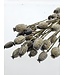 Papaver somniferum séché Gris Brumeux | Longueur ± 65 centimètres | Poids ± 200 grammes