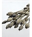 Papaver somniferum séché Gris Brumeux | Longueur ± 65 centimètres | Poids ± 200 grammes