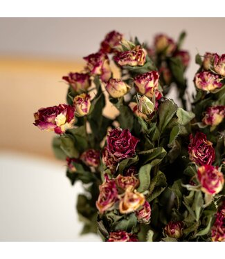 Dutch Dried Naturel rood-roze-wit gedroogde Trosrozen | Spray Rose droogbloemen | Lengte ± 50 centimeter | Per 10 rozen