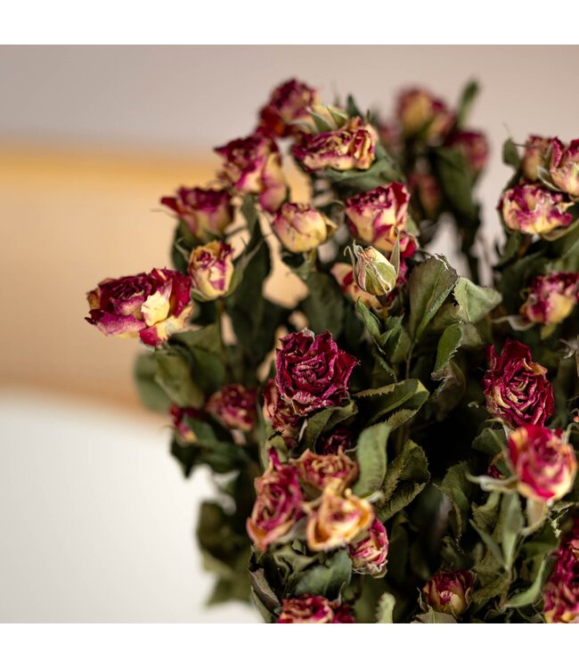 Naturel rouge-rose-blanc Roses en grappe séchées | Fleurs séchées Spray Rose | Longueur ± 50 centimètres | Par 10 roses