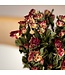 Natural red-pink-white dried Spray Roses | Spray Rose dried flowers | Length ± 50 centimetres | Per 10 roses