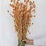 Salmon-coloured Phalaris dried flowers | Length ± 65 centimetres | Weight ± 150 grams
