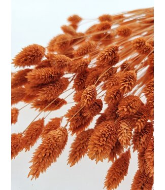 Casa Alegria Phalaris Orange Naranja fleurs séchées | Longueur ± 65 centimètres | Poids ± 150 grammes