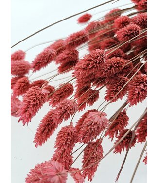 Dutch Dried Phalaris rose séchée | Longueur ± 65 centimètres | Poids ± 150 grammes