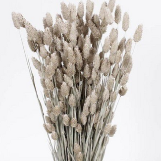 Dutch Dried Frosted White Phalaris dried flowers | Length ± 65 centimetres | Weight ± 150 grams