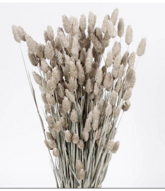 Dutch Dried Frosted White Phalaris droogbloemen | Lengte ± 65 centimeter | Gewicht ± 150 gram