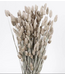 Frosted White Phalaris dried flowers | Length ± 65 centimetres | Weight ± 150 grams