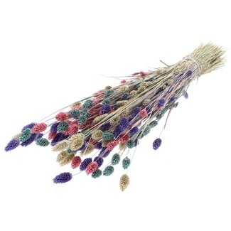 MyFlowers Boeket droogbloemen Phalaris Pastel Mix |  | Lengte ± 65 centimeter | Gewicht ± 175 gram