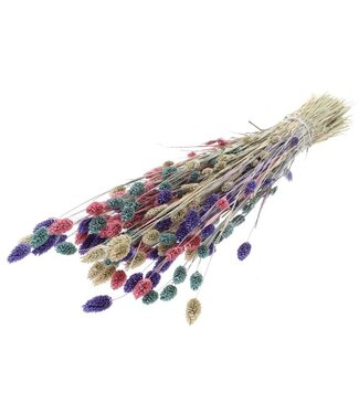 MyFlowers Bouquet de fleurs séchées Phalaris Pastel Mix |  | Longueur ± 65 centimètres | Poids ± 175 grammes