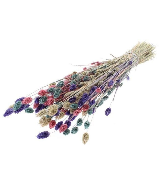 Bouquet de fleurs séchées Phalaris Pastel Mix |  | Longueur ± 65 centimètres | Poids ± 175 grammes