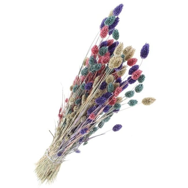 Bouquet de fleurs séchées Phalaris Pastel Mix |  | Longueur ± 65 centimètres | Poids ± 175 grammes