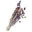 Boeket droogbloemen Phalaris "Pastel Mix" | Lengte ± 65 centimeter | Gewicht ± 175 gram