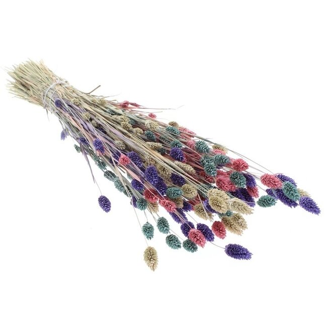Boeket droogbloemen Phalaris "Pastel Mix" | Lengte ± 65 centimeter | Gewicht ± 175 gram