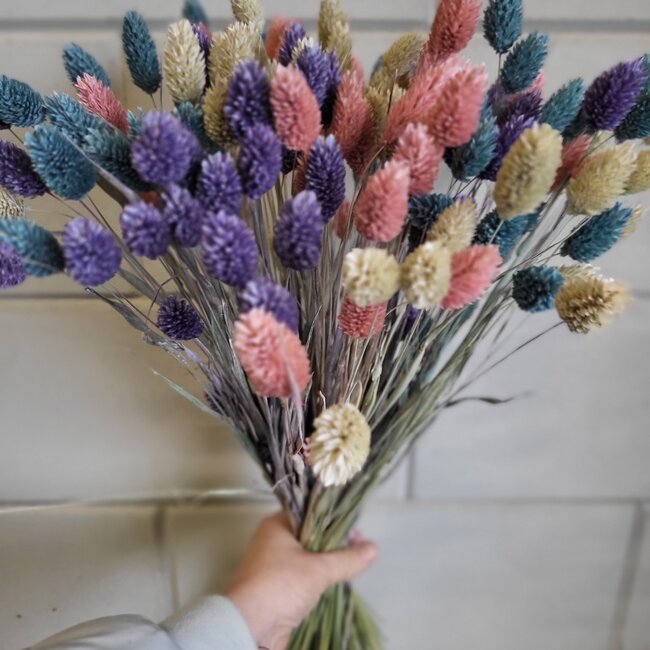 Bouquet de fleurs séchées Phalaris Pastel Mix |  | Longueur ± 65 centimètres | Poids ± 175 grammes