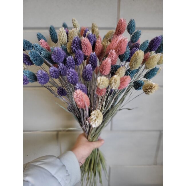 Boeket droogbloemen Phalaris "Pastel Mix" | Lengte ± 65 centimeter | Gewicht ± 175 gram