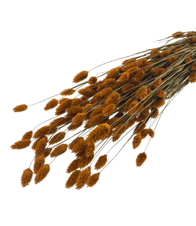 Phalaris séchées orange | Longueur ± 65 centimètres | Poids ± 150 grammes