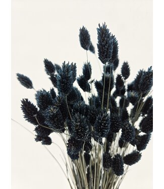 Dolce Vita Black Phalaris dried flowers | Length ± 65 centimetres | Weight ± 150 grams