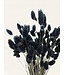 Phalaris noir fleurs séchées | Longueur ± 65 centimètres | Poids ± 150 grammes