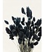 Black Phalaris dried flowers | Length ± 65 centimetres | Weight ± 150 grams