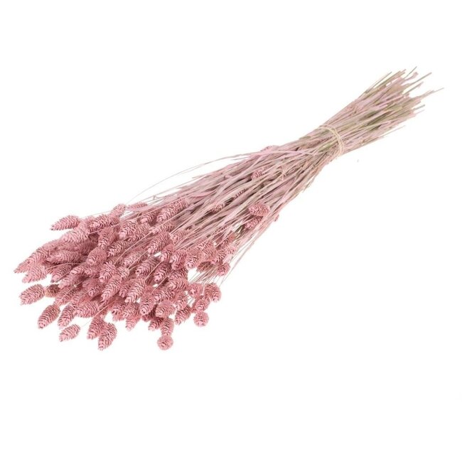 Pink Misty Phalaris dried flowers | Length ± 65 centimetres | Weight ± 150 grams