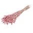 Pink Misty Phalaris dried flowers | Length ± 65 centimetres | Weight ± 150 grams