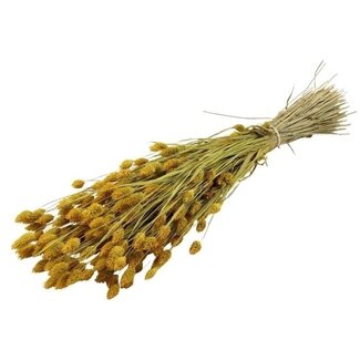 Dutch Dried Gele Phalaris droogbloemen | Lengte ± 65 centimeter | Gewicht ± 150 gram