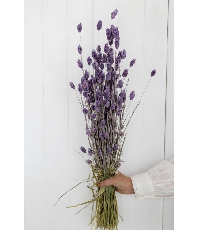 Milka phalaris séchées violettes | Longueur ± 65 centimètres | Poids ± 150 grammes