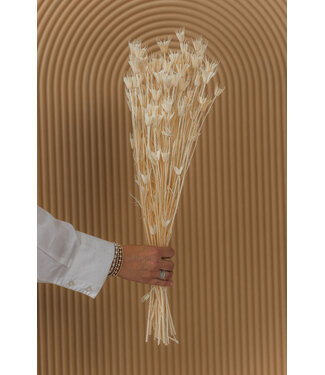 Casa Alegria White bleached Nigella Orientalis dried flowers | Length ± 50 centimetres | Weight ± 100 grams