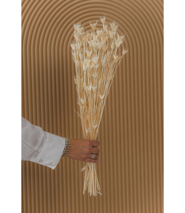 White bleached Nigella Orientalis dried flowers | Length ± 50 centimetres | Weight ± 100 grams