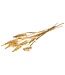 Gold-coloured Cane Cone palm spirals | Length ± 65 centimetres | Per 10 stems