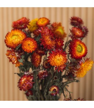 Dutch Dried Oranje Helichrysum - Strohblume Trockenblumen| Länge ± 55 Zentimeter | Gewicht ± 75 Gramm