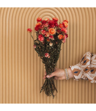 Dutch Dried Zalmkleurige Helichrysum - Strobloem droogbloemen| Lengte ± 55 centimeter | Gewicht ± 75 gram