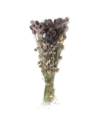 Dutch Dried Naturel groen-paarse Nigella Black Pod droogbloemen | Lengte ± 50 centimeter | Gewicht ± 100 gram