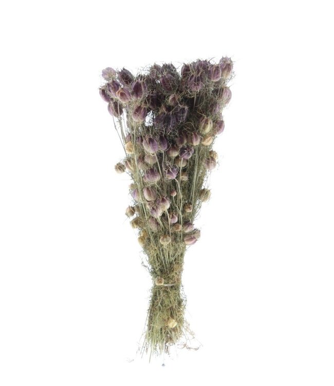 Natürlich grün-violette Nigella Black Pod Trockenblumen | Länge ± 50 Zentimeter | Gewicht ± 100 Gramm