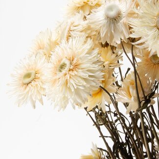 Dutch Dried Witte Helichrysum - Strobloem droogbloemen| Lengte ± 55 centimeter | Gewicht ± 75 gram