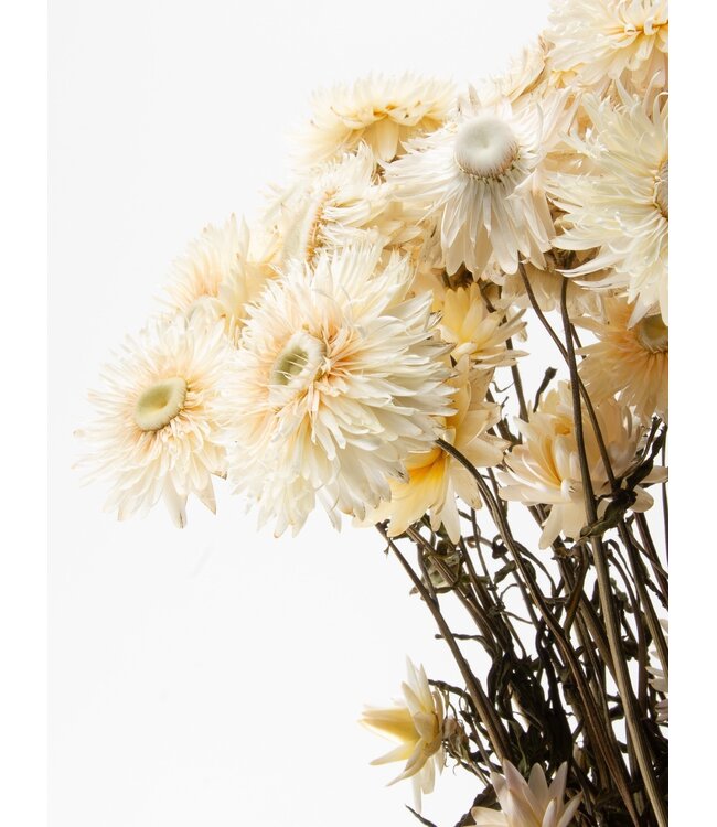 White Helichrysum - Strawflower dried flowers | Length ± 55 centimetres | Weight ± 75 grams